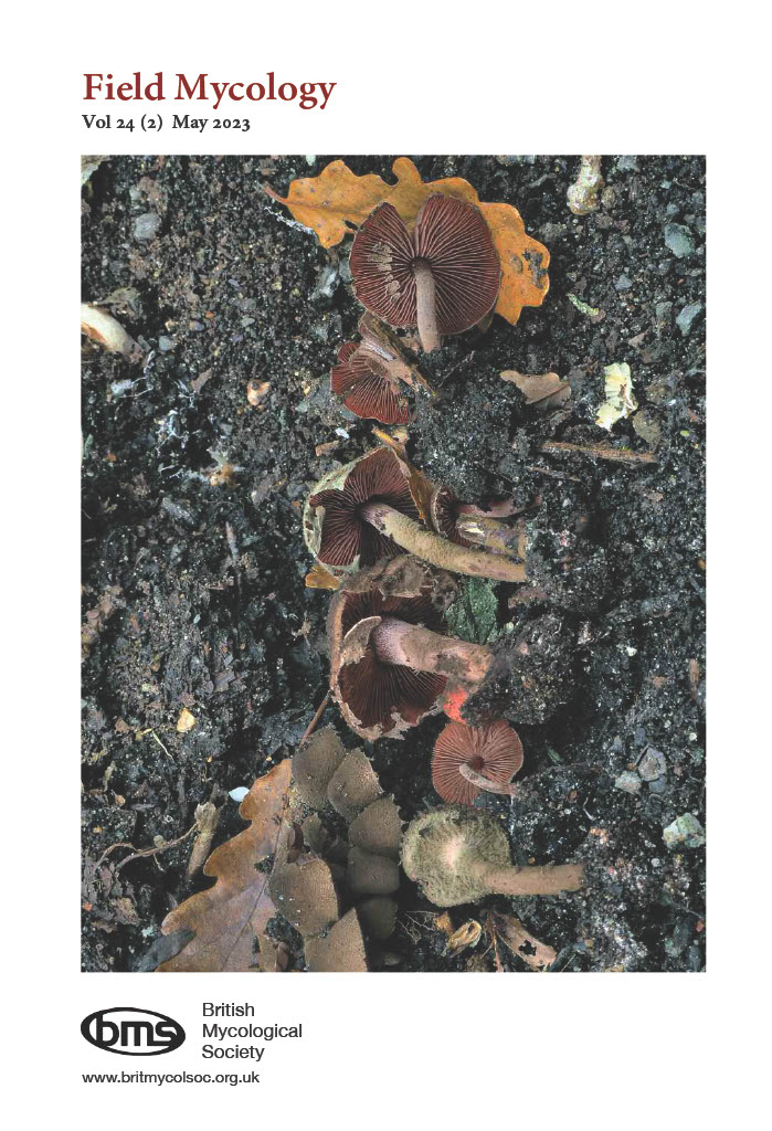Back cover image of Melanophyllum haematospermum growing in profusion on a compost heap.