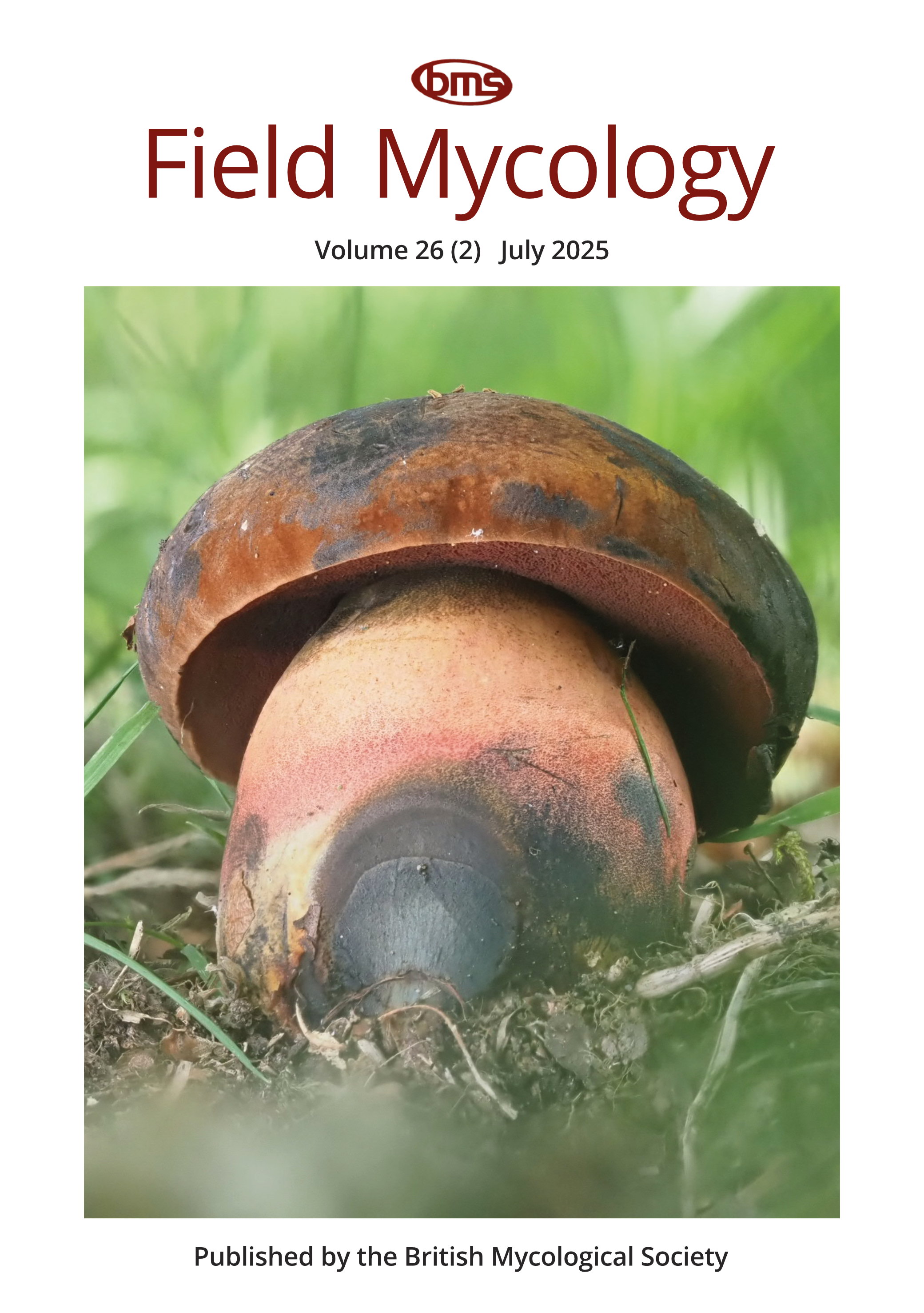 A big chunky bolete, staining blue-black in places, is nestled against a grassy background.