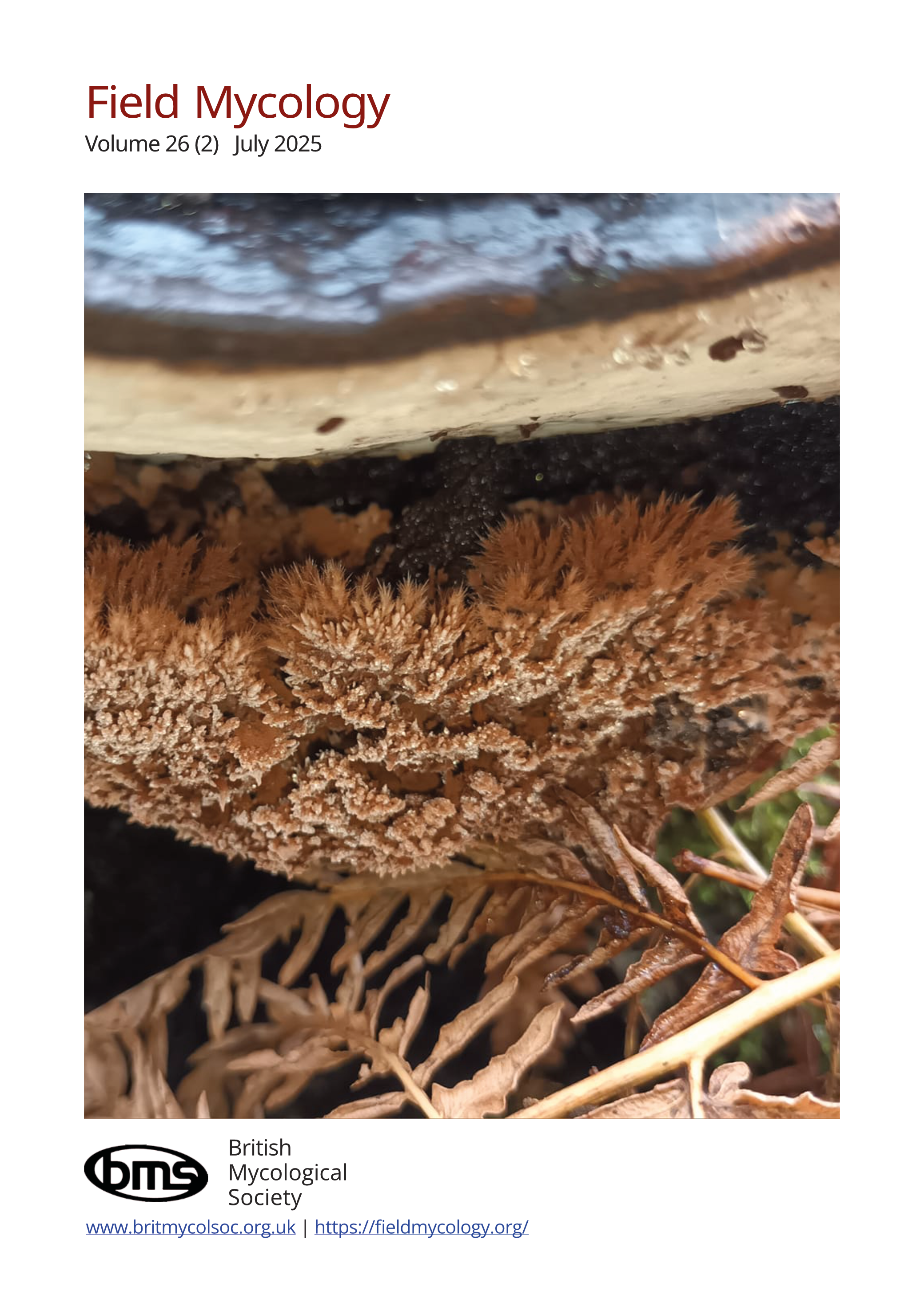 An image of the back cover of Field Mycology issue 26(2) showing the feather-like structure of a fungus, growing on the underside of a Ganoderma bracket.