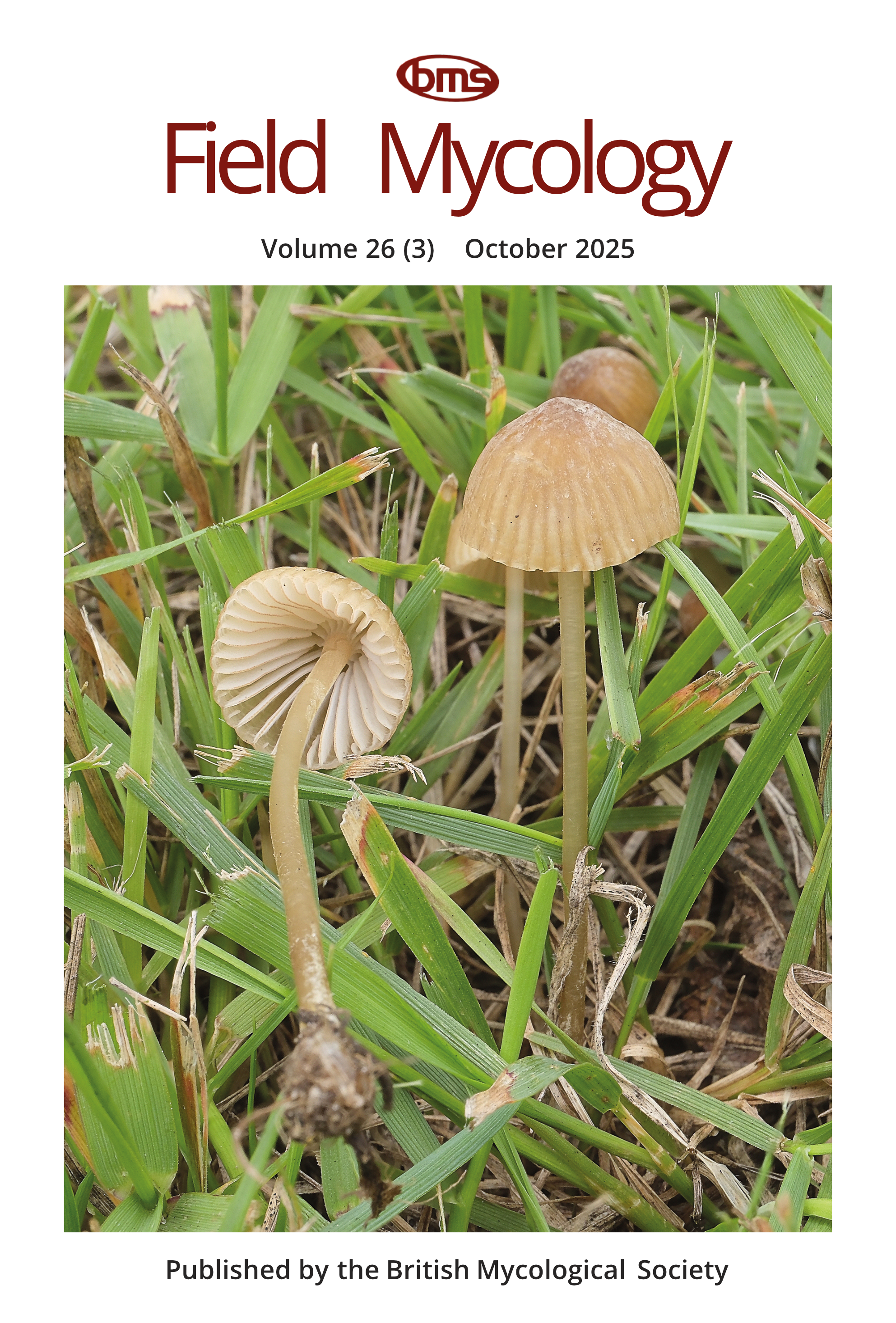 Front cover of publication with photo of a group of pale olive-brown Mycena mushrooms growing among grass. Text at the top of the page reads BMS Field Mycology, Volume 26(3), October 2025.