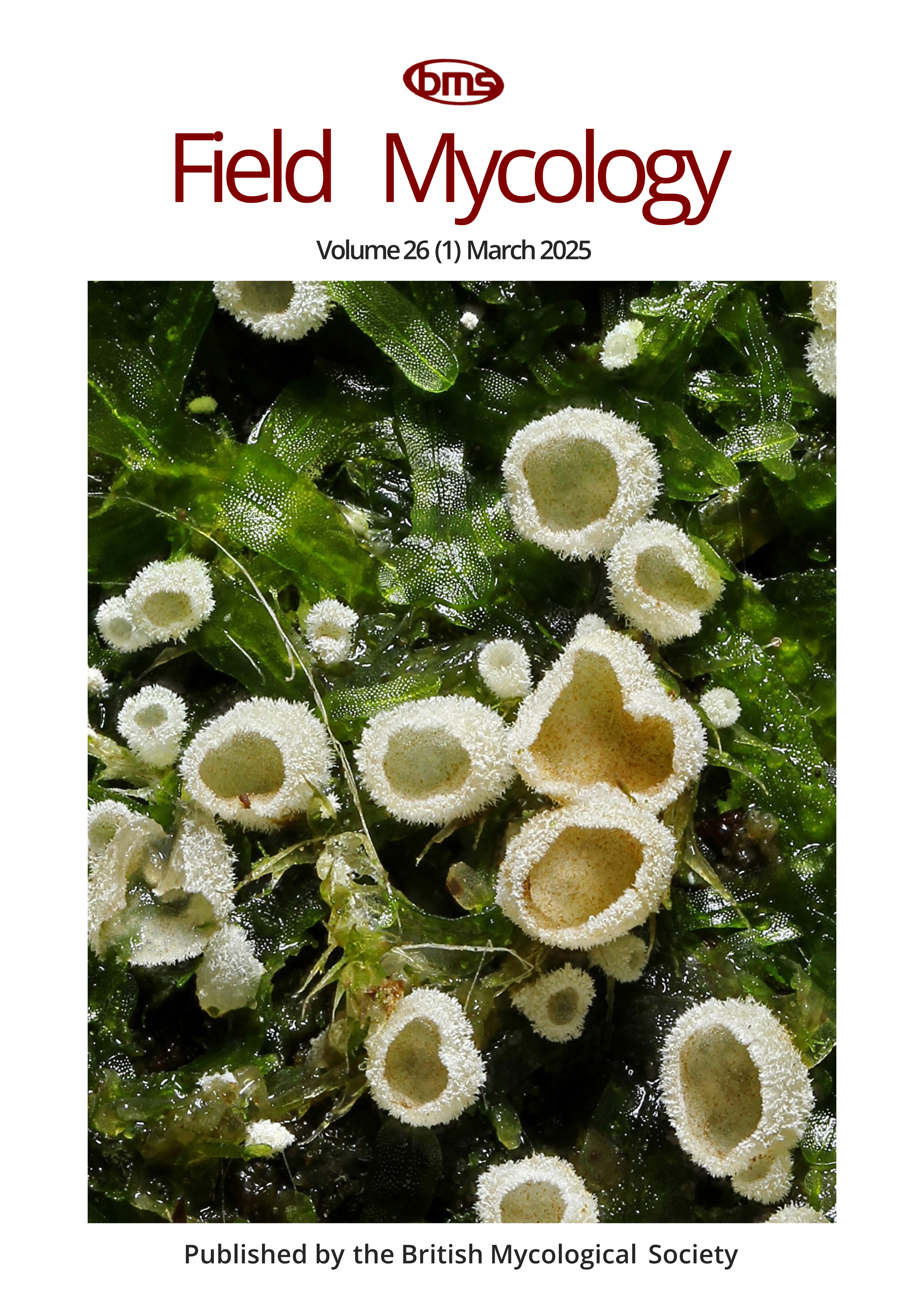 Front cover image showing a cyphelloid fungus Chromocyphella muscicola on liverworts on a wet branch.