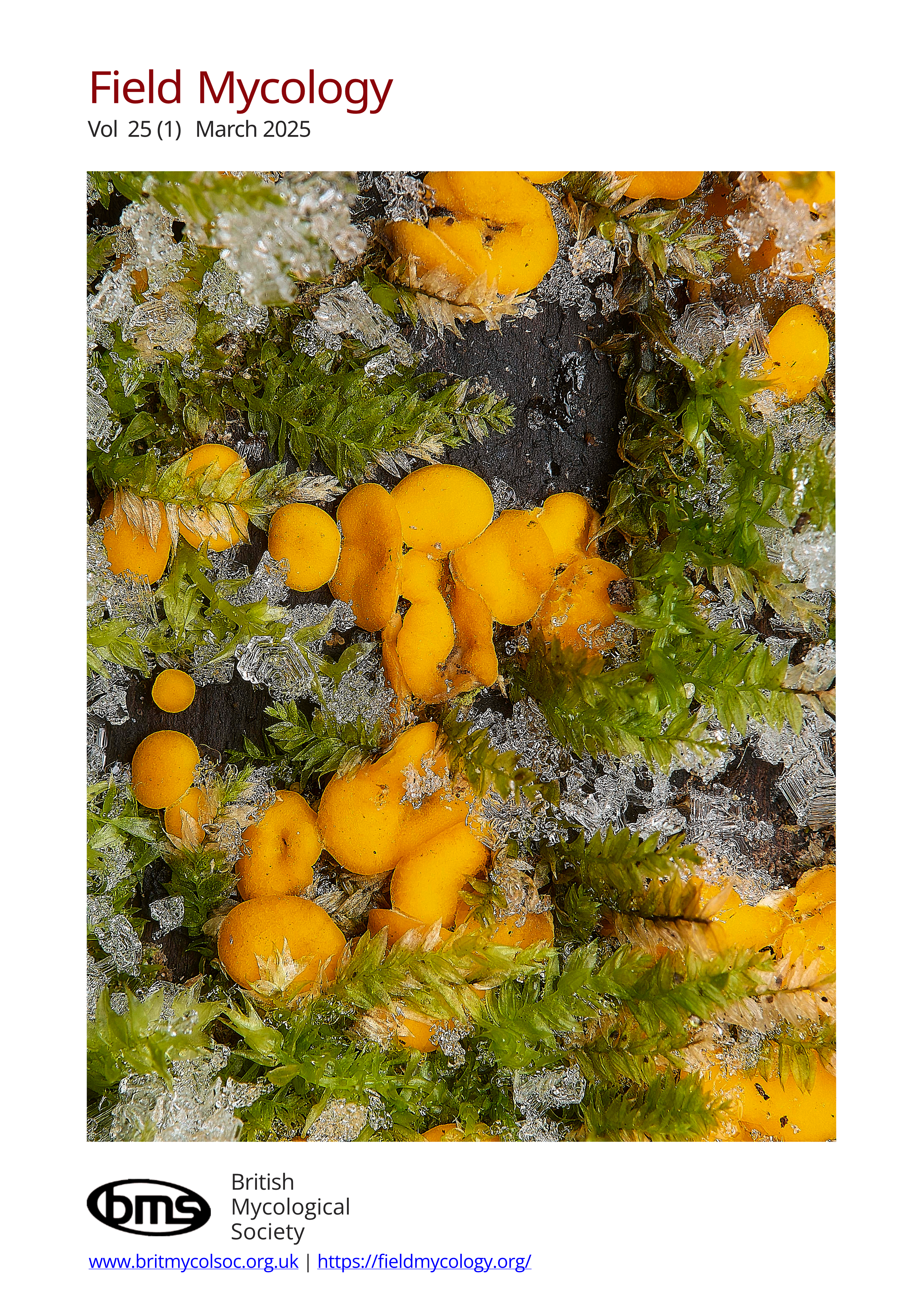 Back cover showing a yellow cup fungus Phaeohelotium nobile, surrounded by ice crystals