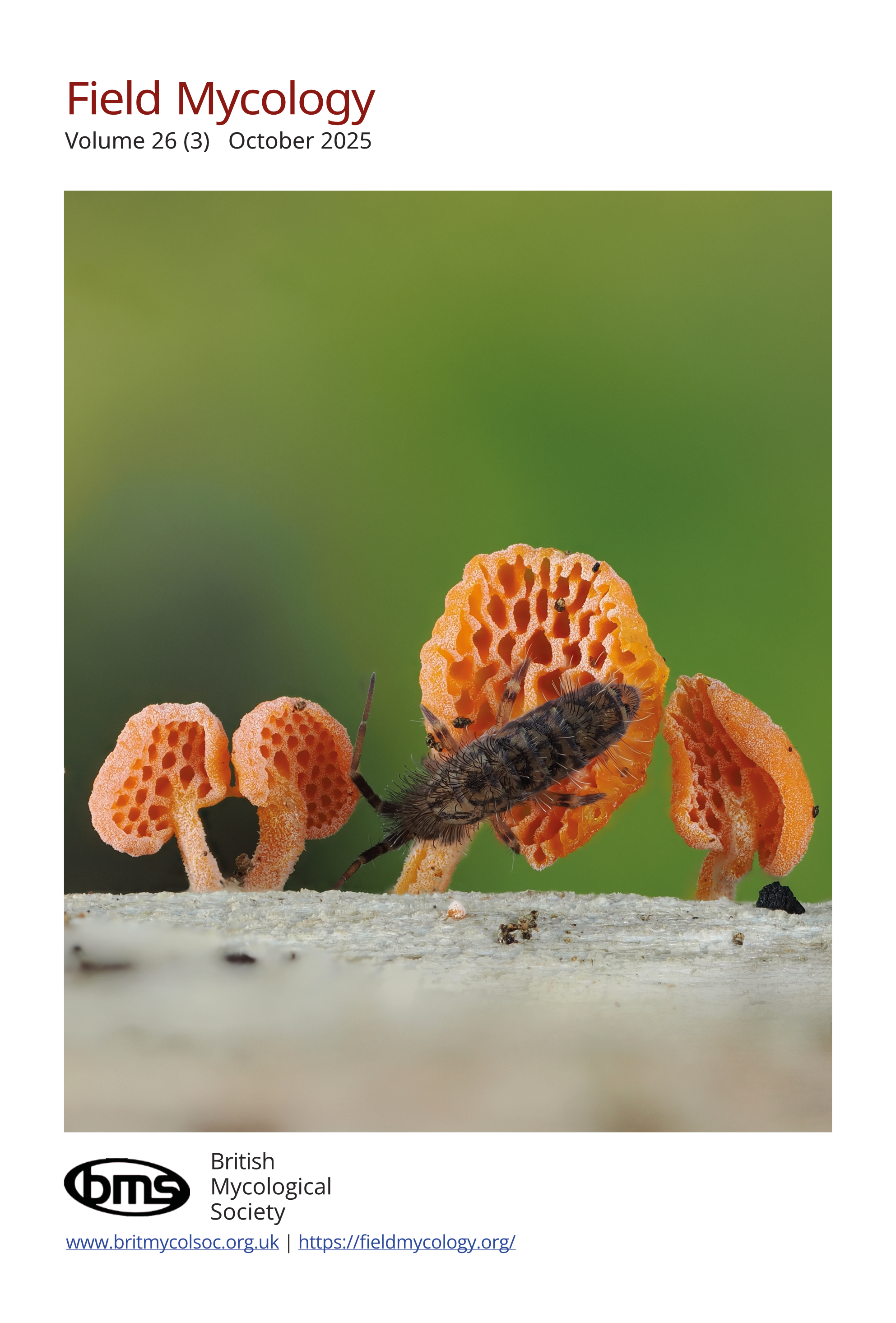 Back cover image of the publication with a photo showing orange fungi growing on a wood substrate, being visited by a large springtail.
